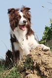 BORDER COLLIE 553